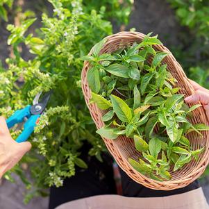 Harvesting Herbs