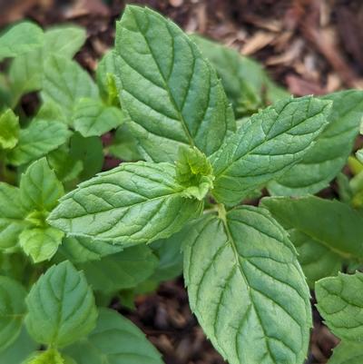 Mentha spicata 