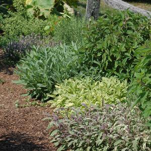 Planting Herbs Outdoors