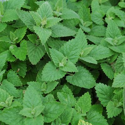 Nepeta cataria 