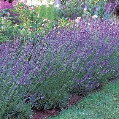 Lavandula x intermedia 'Grosso'