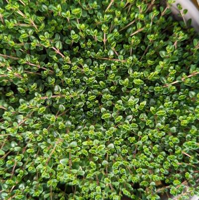Thymus vulgaris 'Caborn Wine & Roses'