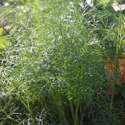 Anethum graveolens