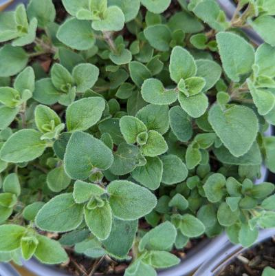 Origanum Hot & Spicy