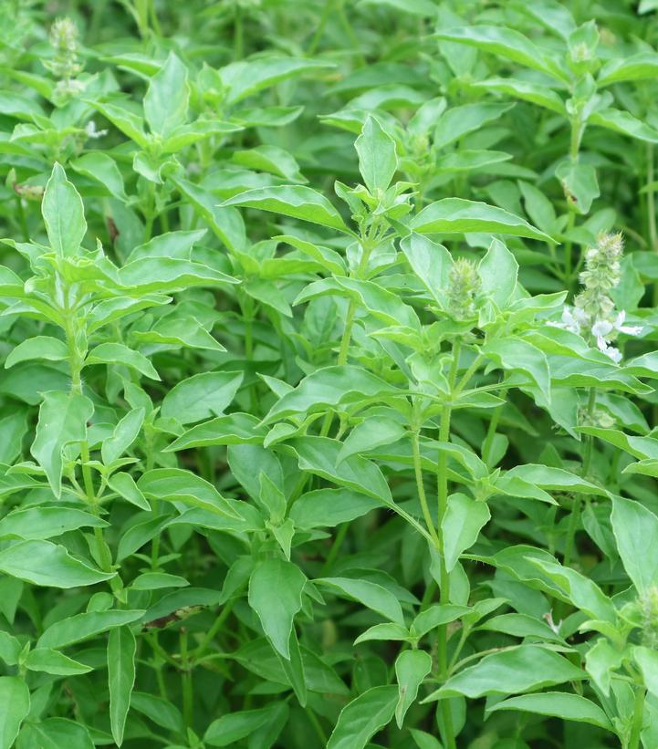 Basil 'Lemon' - Lemon basil from Prides Corner Farms