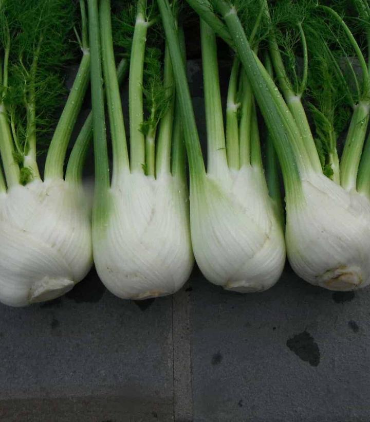 Fennel 'Antares' - from Prides Corner Farms