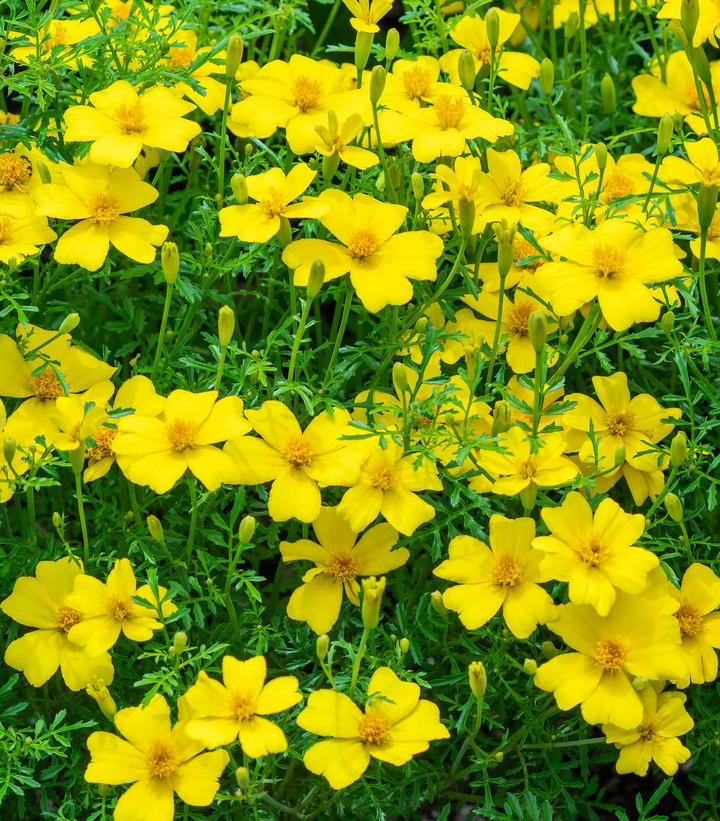 Signet marigold ''Lemon Gem'' - Lemon gem from Prides Corner Farms