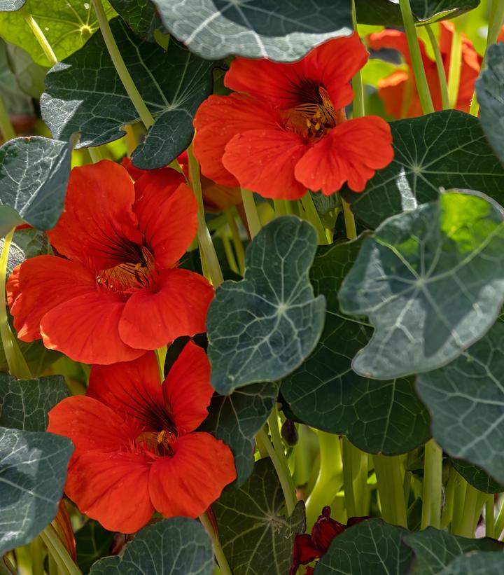 Nasturtium 'Blue Pepe' - from Prides Corner Farms