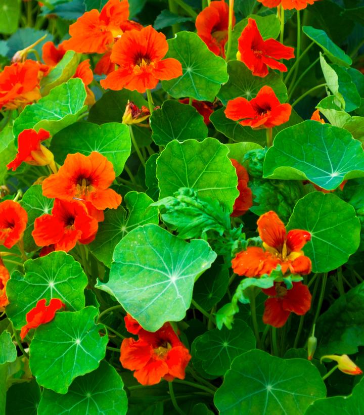 Nasturtium ''Empress of India'' - nasturtium from Prides Corner Farms