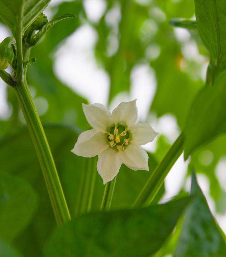 Pepper ''California Wonder'' - sweet bell pepper from Prides Corner Farms