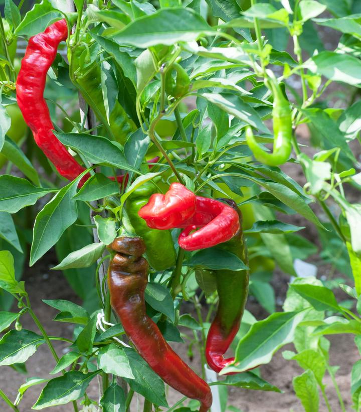 Pepper ''Jimmy Nardello'' - sweet Italian frying pepper from Prides Corner Farms