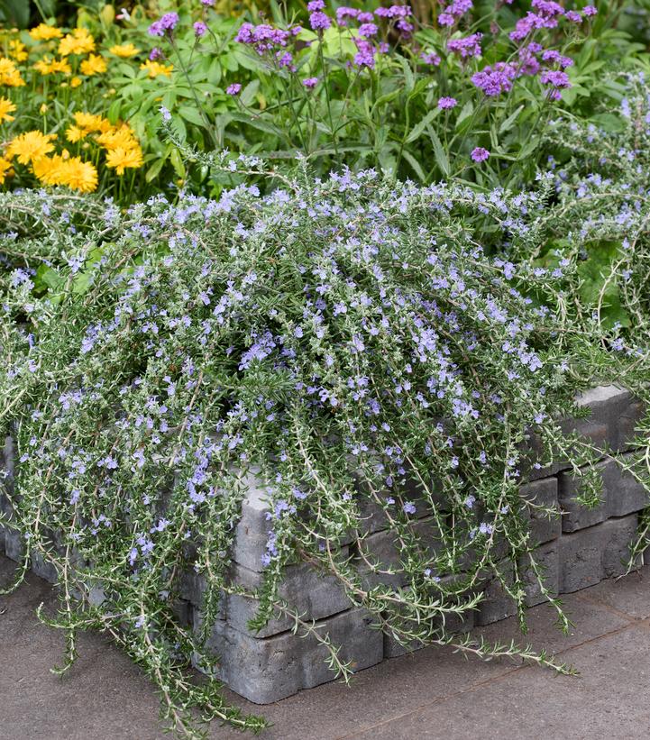 Image courtesy of Darwin Perennials