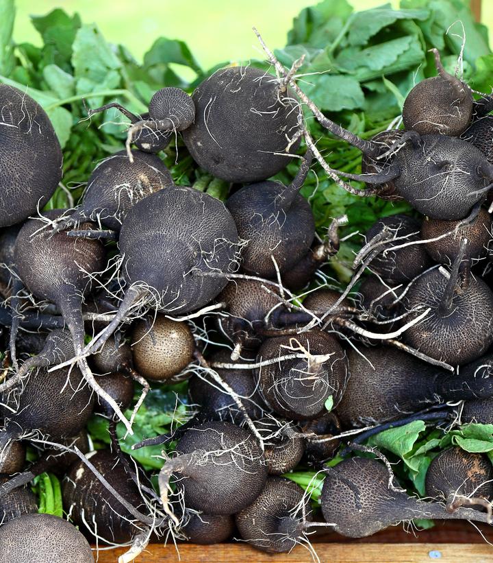 Thyme ''French Summer'' - French Summer Thyme from Prides Corner Farms