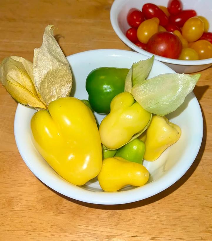 Tomatillo ''Chupon de Malinalco'' - yellow tomatillo from Prides Corner Farms