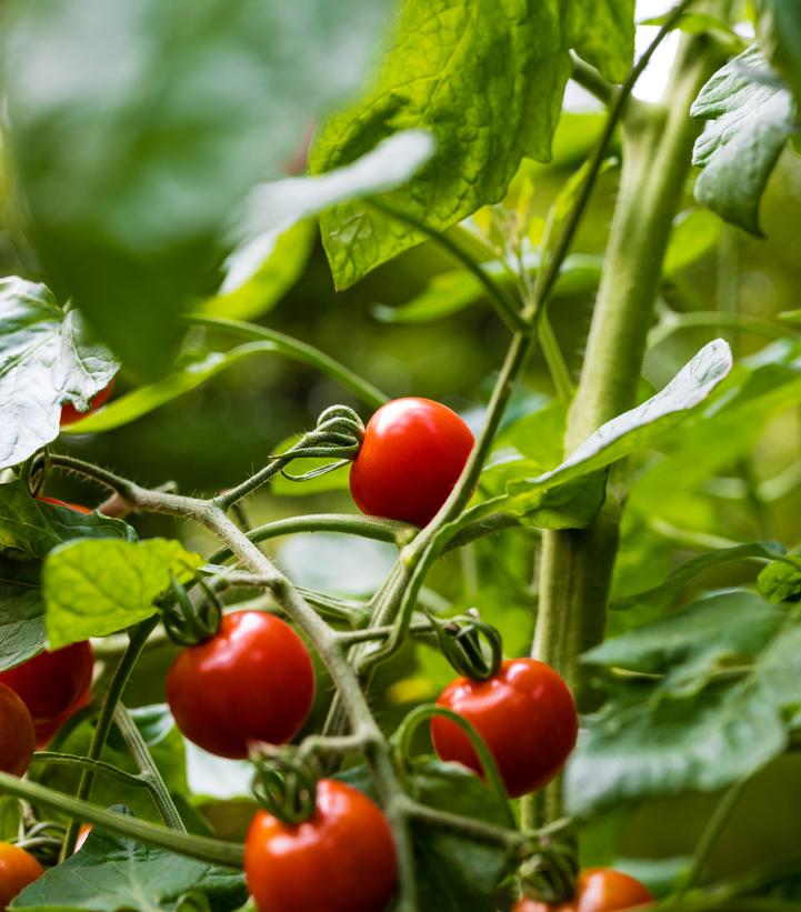 Tomato ''Sweet 100'' - sweet 100 cherry tomato from Prides Corner Farms