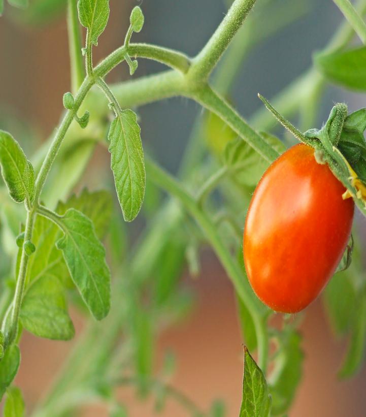 Tomato ''Juliet'' - from Prides Corner Farms