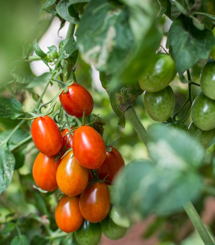 Tomato ''Roma'' - plum tomato from Prides Corner Farms