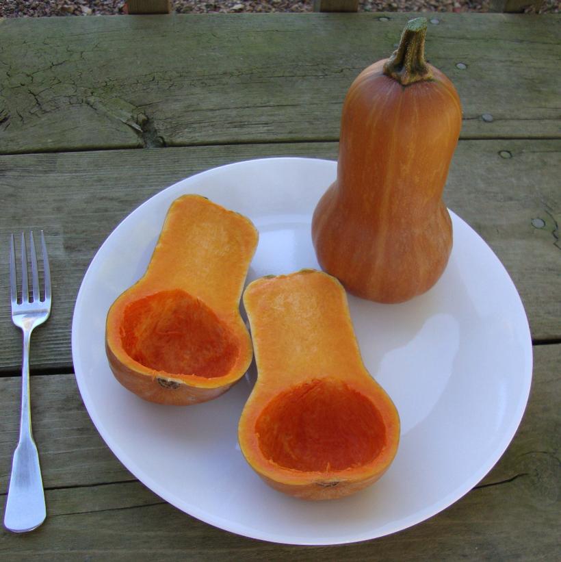 Squash Honeynut