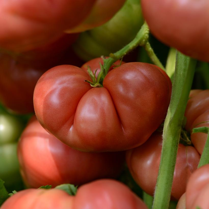 Image Credit: Ball Horticulture