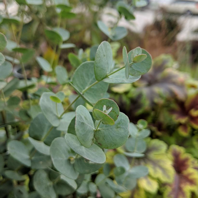 Eucalptus 'Silver Dollar'
