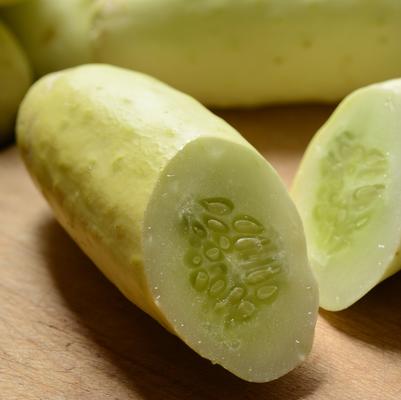 Cucumber 'Martini' - photo courtesy of Ball Seed