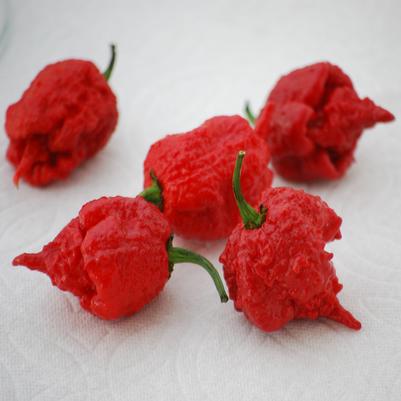 Pepper ''Carolina Reaper' (Hot)' - photo courtesy of Ball Seed
