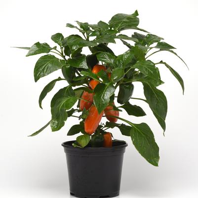 Pepper 'Fresh Bites Mix' (Sweet) - photo courtesy of Ball Seed