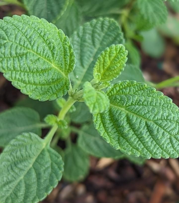 Oregano Mexican