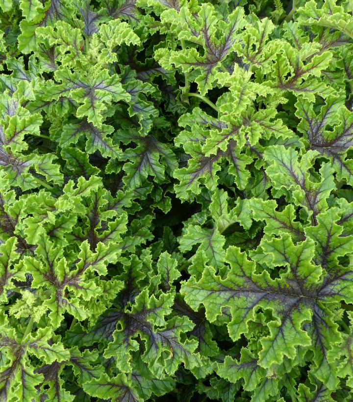 Pelargonium quercifolium 