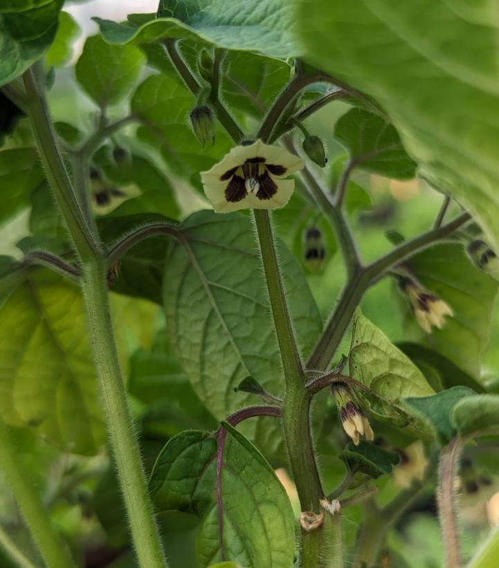 Image Credit: Prides Corner Farms