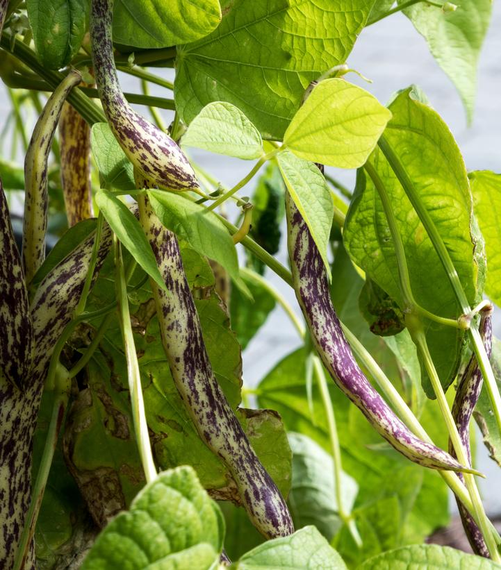 Bean ''Dragon Tongue'' - Dragon tongue bush bean from Prides Corner Farms