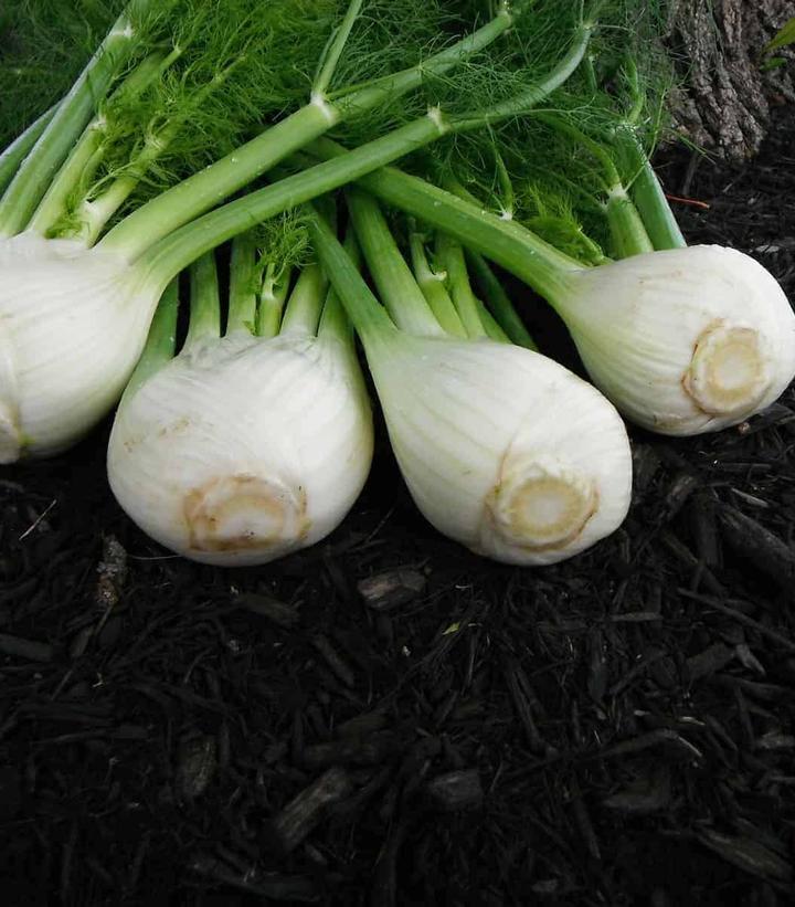 Fennel 'Antares' - from Prides Corner Farms