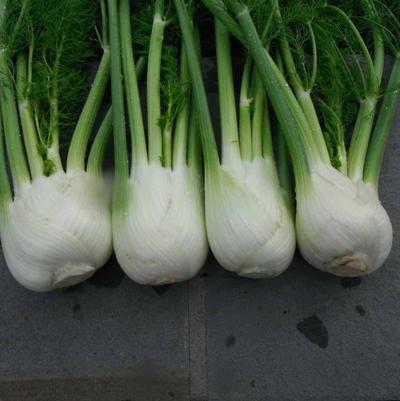 Fennel 'Antares'