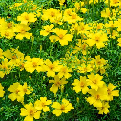Signet marigold 'Lemon Gem'