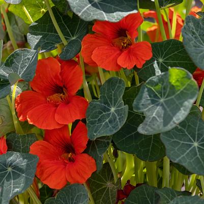 Nasturtium 'Blue Pepe'