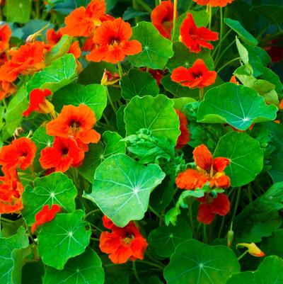Nasturtium 'Empress of India'