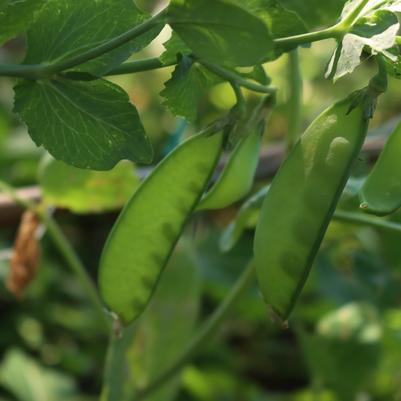 Pea 'Oregon Sugar'