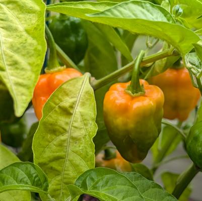 Pepper habanero