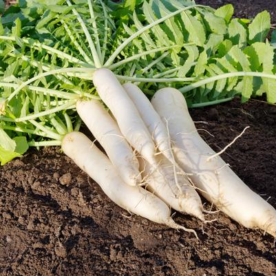 Daikon Radish