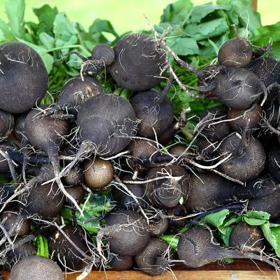 Radish 'Spanish Black'
