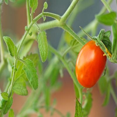 Tomato 'Juliet'