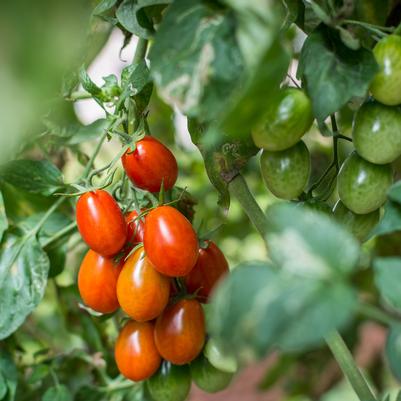 Tomato 'Roma'