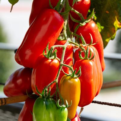 Tomato 'San Marzano'