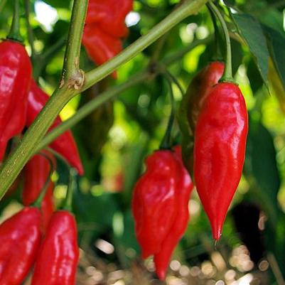 Pepper Hot Pepper Lantern