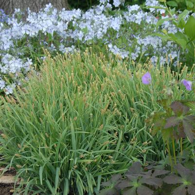 Carex laxiculmis Bunny Blue™