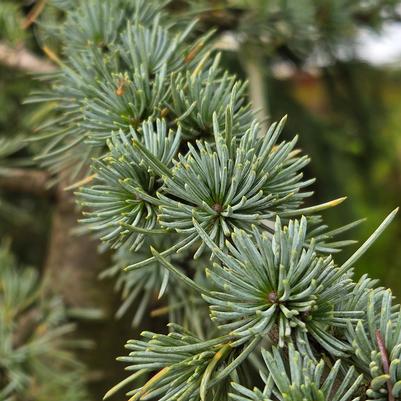 Cedrus atlantica Glauca
