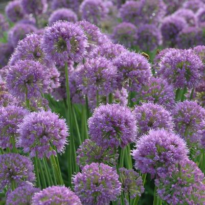 Allium x 'Serendipity'