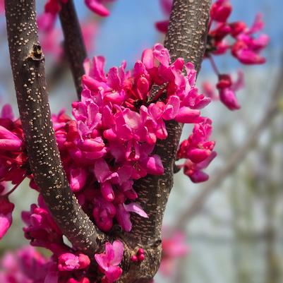 Cercis canadensis 'Appalachian Red'
