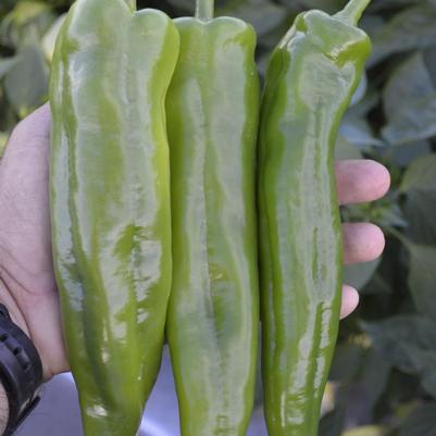 Pepper hybrid Spitfire