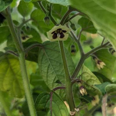 Husk Tomato